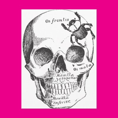 Beetle on a Skull Postcard Zazzle_postcard