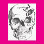 Beetle on a Skull Postcard