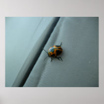 Beetle Poster