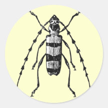 Beetle Round Sticker