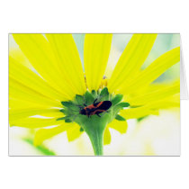 Beetle Under Yellow Flower cards