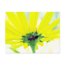 Beetle Under Yellow Flower postcards