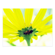 Beetle Under Yellow Flower postcards