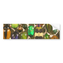 Beetles, Bugs and Insects Bumper Stickers
