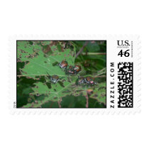 Beetles Eating Leaves Of Wild Grapes Postage Stamps