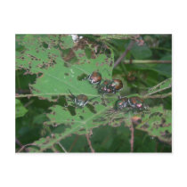 Beetles Eating Leaves Of Wild Grapes Postcards