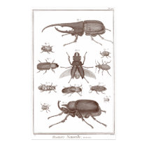 Beetles - Plate LXXV Histoire Naturelle Diderot posters by AntiqueImages Beetles - Plate LXXV Histoire Naturelle Diderot posters
