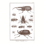 Beetles - Plate LXXV Histoire Naturelle Diderot posters