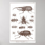 Beetles - Plate LXXV Histoire Naturelle Diderot Poster