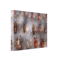 Beetles - The usual suspects Gallery Wrapped Canvas