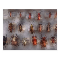Beetles - The usual suspects Postcard