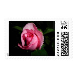 Before Blossom Postage