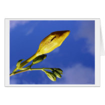 beg cards by blacqbook beg cards