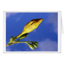 beg greeting cards