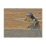 Begging Barn Swallow Postcard