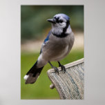Begging Blue Jay Posters