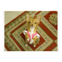 begging chi invitation  please, please come