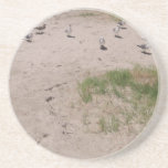 Begging Sea Gulls On The Beach Coasters
