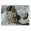 Begging Squirrel Card by dlgray Begging Squirrel Card