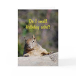 Begging Squirrel Happy Birthday Greeting Cards