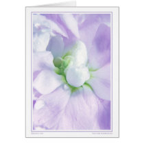 Beginning cards by nighty Beginning cards