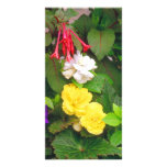 nature, flowers, begonias, trumpet, angelwing,
