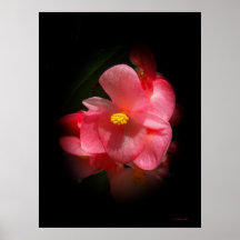 Begonia Beauties Posters