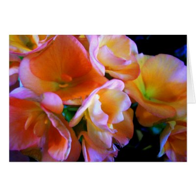 BEGONIA GREETING CARD by GreetingsCards