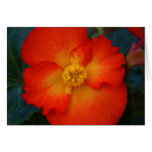 flowers, mind, begonia, orange