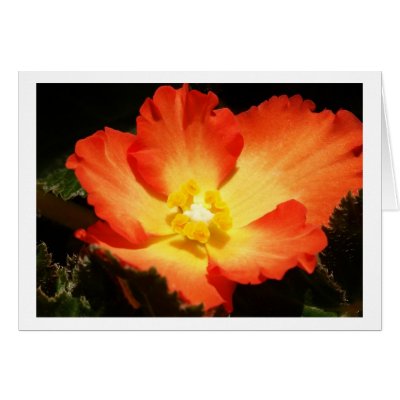 Begonia Cards by junipergrove
