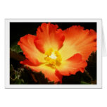 Begonia Cards