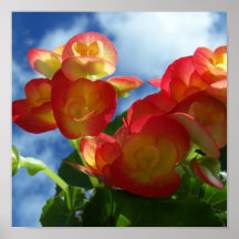 Begonia Flower Print