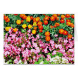 Begonia French Marigold Cards