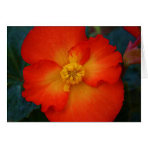 Begonia Greeting Cards