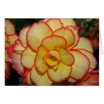 Begonia cards