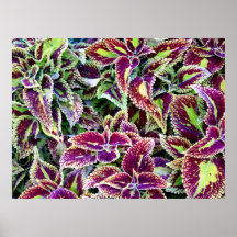Begonia leaves poster