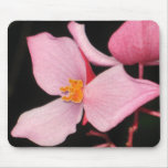 mousepad, begonias, mousepads, begonia, pink,