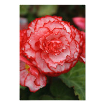 Begonia Photo Art