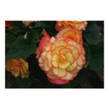 Begonia Photo