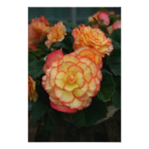 Begonia Photo Art