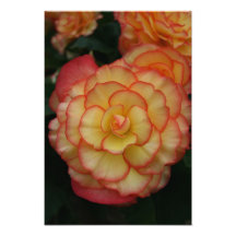 Begonia Art Photo