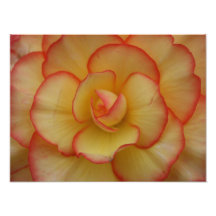 Begonia Photographic Print