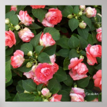 "Begonia Pink Garden" Poster
