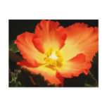 Begonia Postcard