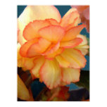 begonia, flower, floral