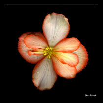 Begonia posters