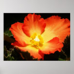 Begonia Posters & Prints