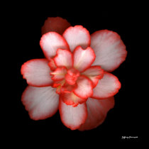 Begonia posters