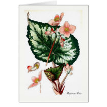 Begonia Rex cards