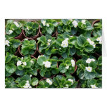 asia, begonia, flower, garden, nursery, gongguan,